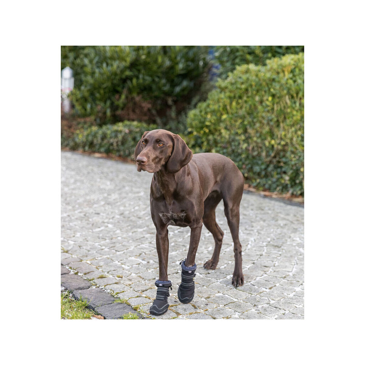 Andador de proteção de patas Trixie 19410 7 S0800434_6